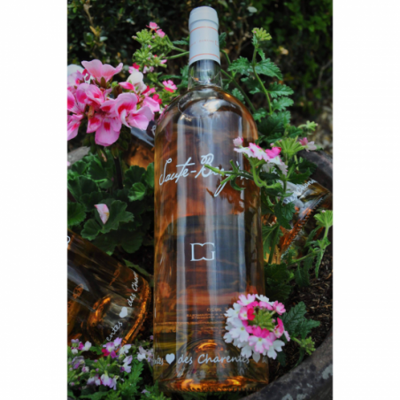 Magnum Saute-Bergere rose 2022